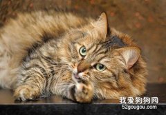 西伯利亚森林猫和缅因猫区别是什么?