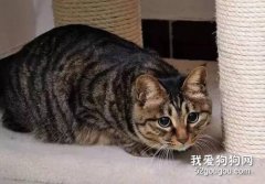 <b>五大受欢迎的宠物猫品种</b>