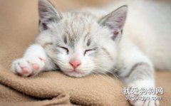 关于猫咪睡觉的几点常识