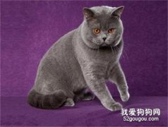 卡尔特猫性格怎样?