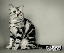 美国银虎斑猫性格怎样?