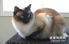 巴厘猫性格怎样？