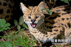 薮猫性格怎么样?