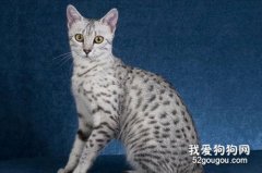 埃及猫性格怎样?