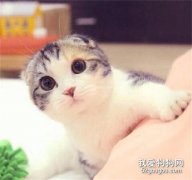 <b>苏格兰折耳猫品种起源与品种简介</b>