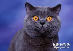 英国短毛猫性格特点与体型特点