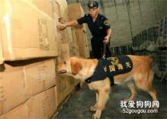 <b>五种最为常见的优秀缉毒犬</b>