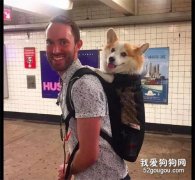 <b>主人背柯基坐地铁，它的歪头杀萌翻了一车厢人，狗：我是最靓的仔！</b>