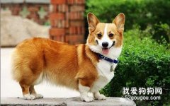 柯基犬性格特点