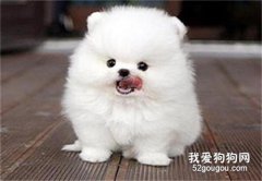博美性格怎么样?