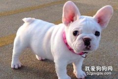 法国斗牛犬性格怎么样?