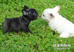 <b>法斗犬的优缺点是什么?</b>