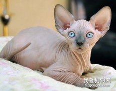 彼得秃猫性情介绍