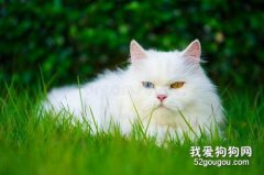 <b>什么猫适合女生养 外形可爱的它们你一定喜欢</b>