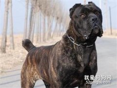 卡斯罗犬缺点是什么