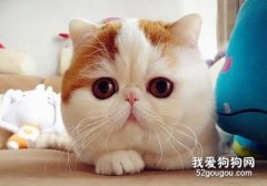 <b>情侣养猫 猫会更喜欢谁</b>