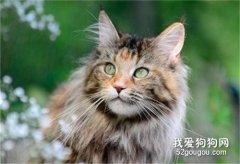 <b>世界上最大的猫 你想养吗?</b>