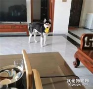 <b>二哈玩鸡突然眼红，看后才发现...这事只有它能行！</b>