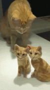 <b>网友花了快9个小时做了2只小橘子羊毛毡，猫看后却是这反应！</b>