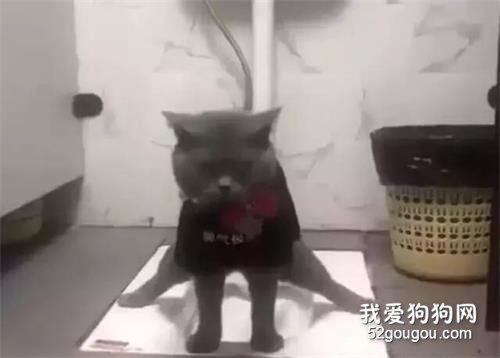<b>猫咪在卫生间上厕所，姿势跟“劈叉”一样，这猫真是高手</b>