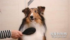 怎么给狗狗梳毛 狗狗梳毛方法大全
