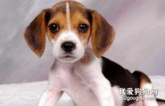 巴吉度猎犬性格怎么样?