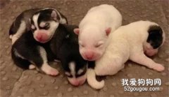 哈士奇生了一窝可爱的宝宝，然而这颜值...一言难尽了！