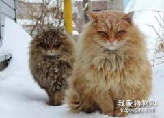 西伯利亚猫性格介绍