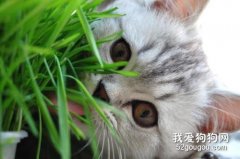 猫草种植方法 猫草对猫咪有什么好处