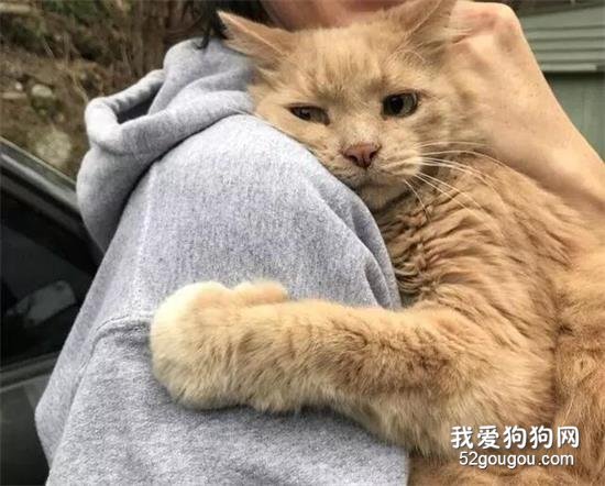 <b>它们对主人的爱是无限的</b>