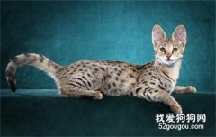 <b>名贵猫品种 这三种猫一般人养不起</b>