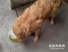 狗狗生理期呕吐 要注意呕吐内容物