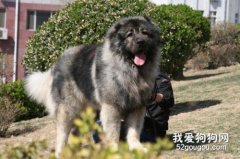 高加索犬的性格有什么特点?