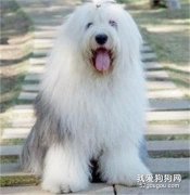 古牧犬优缺点是什么?