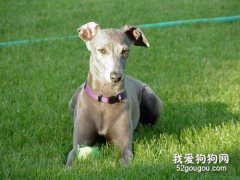 灵缇犬的优缺点是什么?