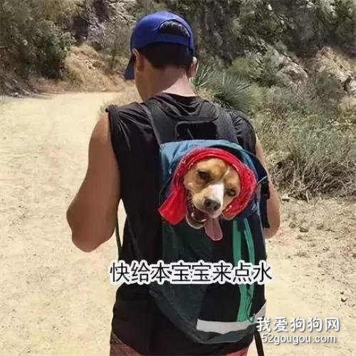 <b>想带狗狗去爬山？做好这五件事，才是愉快的旅行</b>