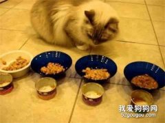 怎么自制猫咪罐头 猫咪罐头自制教程