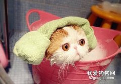 <b>夏天怎么给猫咪洗澡?</b>