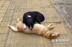 <b>两条狗狗想要卧轨自杀？警察向前查看后湿了眼眶…</b>