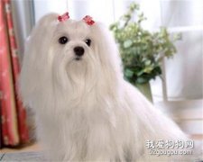 <b>马尔济斯犬性格怎么样</b>