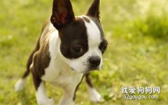 波士顿梗犬的缺点是什么?