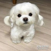 马尔济斯犬的缺点有哪些?