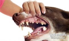 狗狗牙结石怎么去除 狗狗牙结石预防清理方法