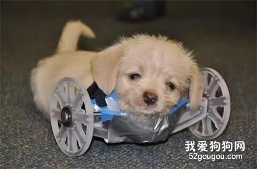 <b>他给两条腿的狗狗做了个轮椅，狗子却拿来当枕头....</b>
