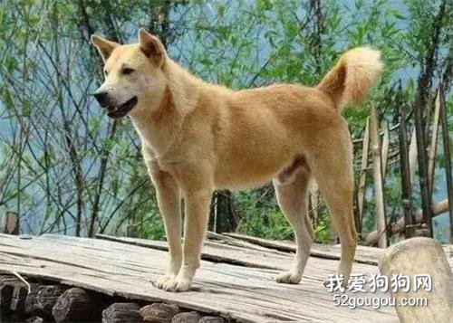 <b>中国本土犬大盘点，据说田园犬.....</b>