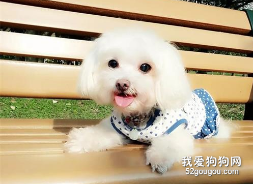<b>爱犬去世半年，本以为不再难过的她，看到这一幕瞬间泪奔……</b>