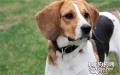 比格犬性格好不好?