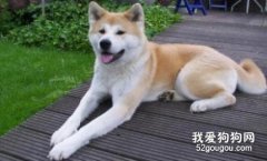 秋田犬感冒吃什么药?