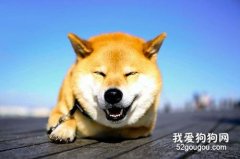 柴犬常见皮肤病症状及预防治疗方法