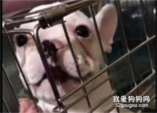 <b>小狗子被关起来，气的说人话：凭什么关我...</b>